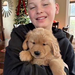 Dancer - Dark golden female Golden Retriever puppy in Seville, Ohio from Retriever Ranch