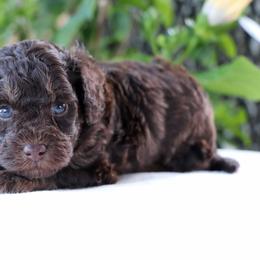 Batman - Brown male Poodle puppy in Goliad, Texas from Sassy Lil Aussies and Diamond W Poodles
