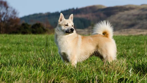 Find Norwegian Buhund puppies for sale near New Jersey