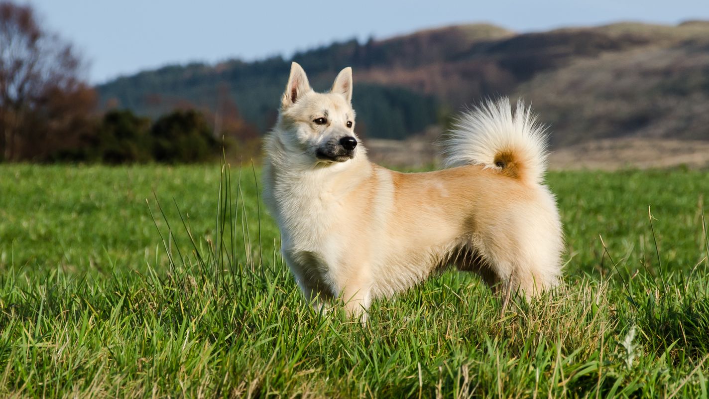 Norwegian Buhund