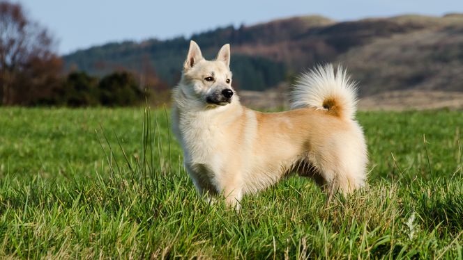 Norwegian Buhund