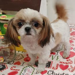 Happy - Red and white male Shih Tzu puppy in Wild Rose, Wisconsin from Sorenson's Shih-tzus