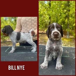 German Wirehaired Pointer Puppies from Vom Fleetwood