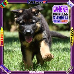 WHEN - Black and tan female German Shepherd puppy in Murrieta, California from Diamond Oaks German Shepherds