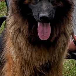 Elza - German Shepherd