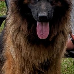 Elza - German Shepherd