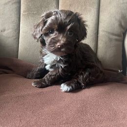 Poppie - Chocolate female Havanese puppy in Portage, Indiana from Happiness in Havanese