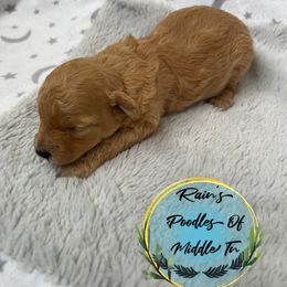 Girl 1 - Poodle puppy in Shelbyville, Tennessee from Rains Poodles Of Middle TN