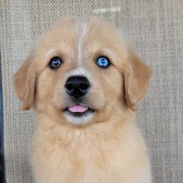 Goldie Australian Retriever - Yellow female Australian Shepherd puppy in Limestone, Tennessee from Pilot Hill Teddy Bear Puppies