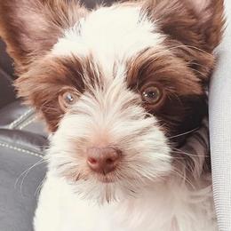 Yorkshire Terrier All Grown Up from Betterthan Chocolate Yorkies