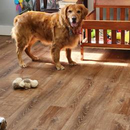 Mia - Golden Retriever