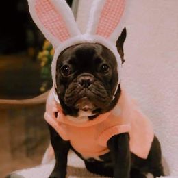 French Bulldog Puppies from ETL FUNTASTIC FRENCHIES