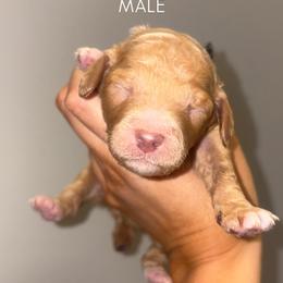Little Green Boy - Apricot male Poodle puppy in Nolensville, Tennessee from White Willow Poodles