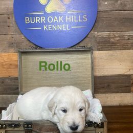 Rollo - Light golden male Golden Retriever puppy in Kimberly, Idaho from Burr Oak Hills Kennel