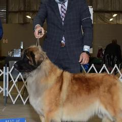 Leonbergers from Bautzen Leonbergers