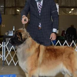 Leonbergers from Bautzen Leonbergers