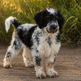Roan (reduced) - Tri-color male Cavapoo puppy in Underwood, Minnesota from Tru Cuddle Pups