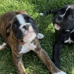 Boxers from Firehouse Kennel