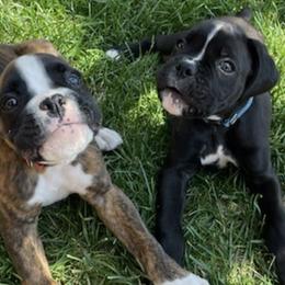 Boxers from Firehouse Kennel