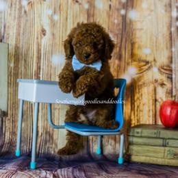 Poodle Puppies from Southern Girls Poodles