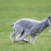 Standard Schnauzers from Adrastia Standard Schnauzers