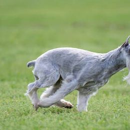 Standard Schnauzers from Adrastia Standard Schnauzers