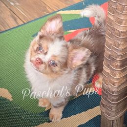 Cupcake - Merle male Chihuahua puppy in Bowdon, Georgia from Paschal's Pups