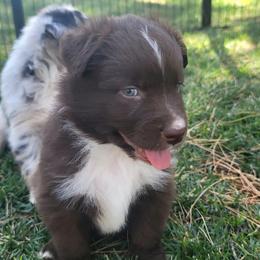 Canyon - Red tri-color male Australian Shepherd puppy in Lubbock, Texas from Barn Raised Aussies