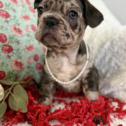 Callie - Merle female Assorted Doodle Crosses puppy in Wilburton, Oklahoma from Wild J Frenchies