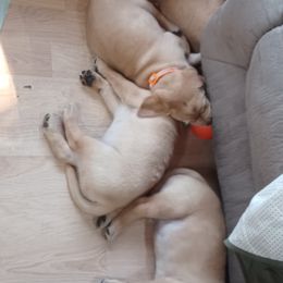 Labrador Retriever Puppies from Rocky Point Labradors