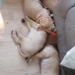 Labrador Retriever Puppies from Rocky Point Labradors