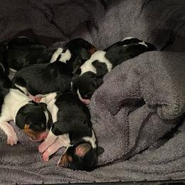 Girl 4 - Black and white female Beagle puppy in Crestview, Florida from Alicia's Beagles