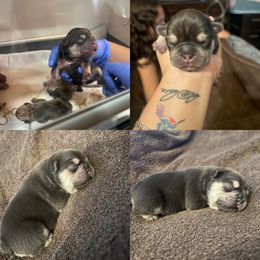 French Bulldog Puppies from Luxurious Desert Frenchies