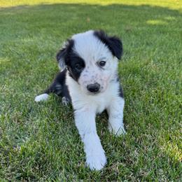 Denver - Black and white male Border Collie puppy in Centerville, Washington from Forthright Farms