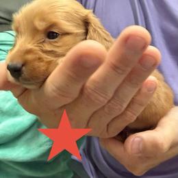 Walnut - Red male Dachshund puppy in St Johns, Arizona from Glamorous Doxies