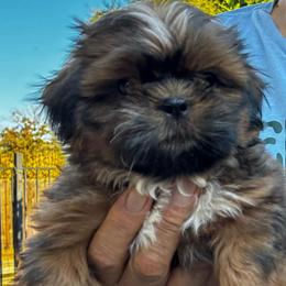 Yellow - Tricolor male Shih Tzu puppy in Chico, California from North State Shih tzus