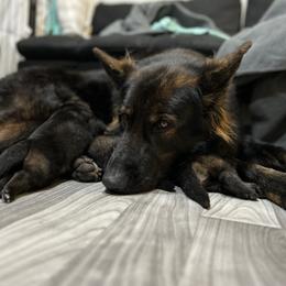 German Shepherd Puppies from FuryHaus German Shepherds