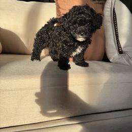 Nior - Black male Poodle puppy in Pasorobles, California from MASION D'AVC