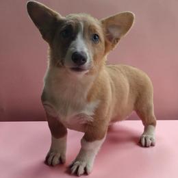 Male - Blue male Pembroke Welsh Corgi puppy in Unicoi, Tennessee from East Tennessee Clark Corgis