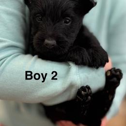 Boy 2 - Black male Scottish Terrier puppy in Wellston, Ohio from White Apple Kennel