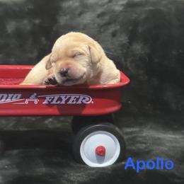 Apollo - Yellow male Labrador Retriever puppy in Tigard, Oregon from Morrison Labrador Retreivers