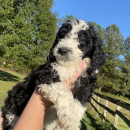 Aussiedoodle, Goldendoodle, and Sheepadoodle Puppies from The Yuppy Puppy Doodle Company