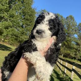 Aussiedoodle, Goldendoodle, and Sheepadoodle Puppies from The Yuppy Puppy Doodle Company