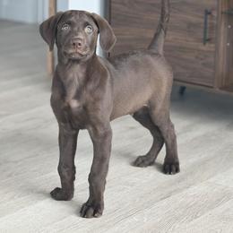 Labrador Retriever Puppies from Knotty Creek Labradors