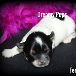 AKC Fergie - Black tan and white female Biewer Terrier puppy in Kennesaw, Georgia from Dreamy Pups