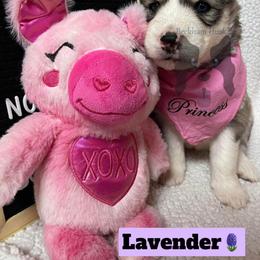 Lavender - Gray and white female Siberian Husky puppy in Lagro, Indiana from Siberian Huskies-Beckham the Great