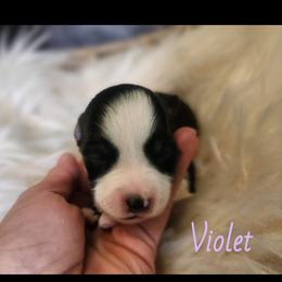 Violet - Black tri female Miniature Australian Shepherd puppy in Macomb, Missouri from Faunus Farms and Aussies