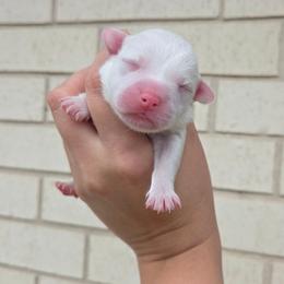 Dice - Blue merle and white male American Corgi puppy in Midway, Arkansas from Wildlings & Wild Things Homestead