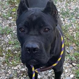 Cane Corso Puppies from Lionheart Cane Corso