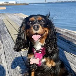 Cavalier King Charles Spaniels from Cavaliers of Ranchwood Acres